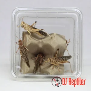 Puščavske kobilice - odrasle