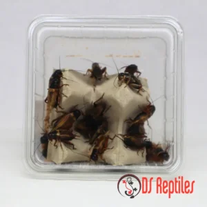 Sredozemsku murni - odrasli