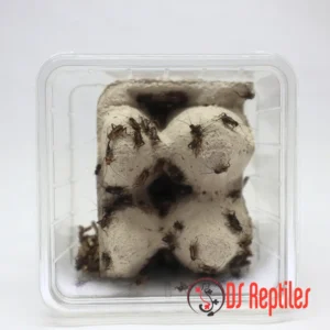 Stepski murni - majhni