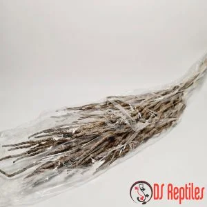 Dragon-puščavski-grm