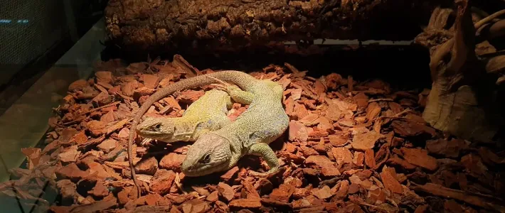 Dva ku&scaron;čarja skupaj v terariju &ndash; ali plazilci potrebujejo družbo ali so samotarji