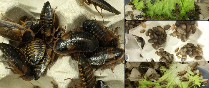 Žuželke jedo svežo zelenjavo &ndash; gutloading za izbolj&scaron;anje hranilne vrednosti žive hrane za plazilce