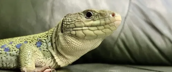 Ku&scaron;čar brez apetita &ndash; možni razlogi za izgubo apetita pri plazilcih