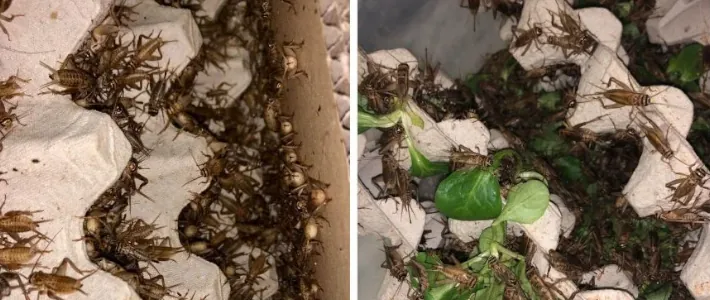 Črički v posodi z jajčnimi kartoni in svežo zelenjavo &ndash; pravilna oskrba žive hrane za plazilce in žužkojede živali