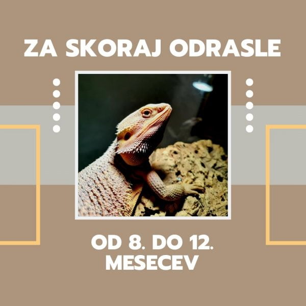 Agame - od 8. do 12. mesecev