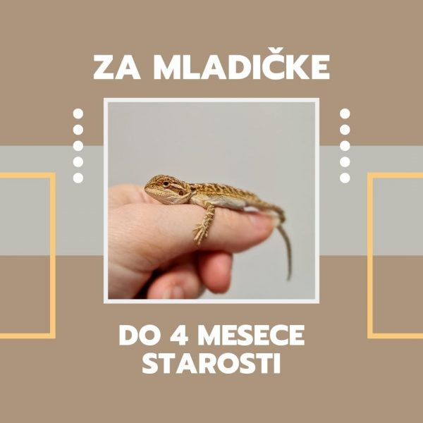 Agame – do 4. mesece starosti