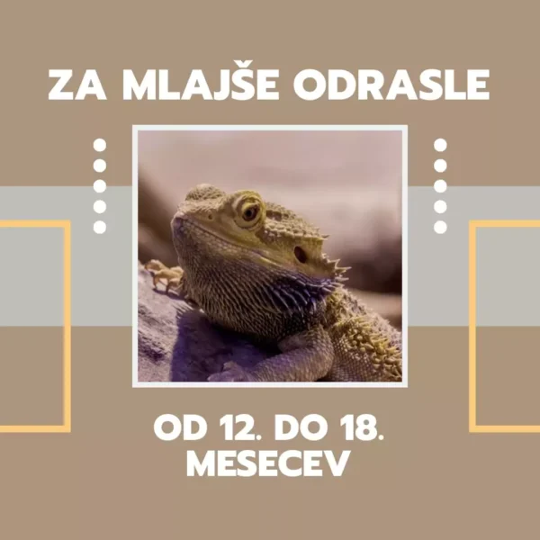 Agame - od 12. do 18. mesecev