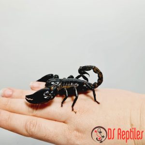 Ptičji pajki in škorpijoni