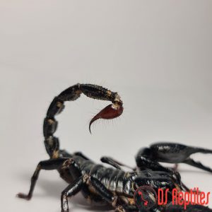 heterometrus sp.