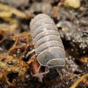 Armadillo-officinalis-Mallorca