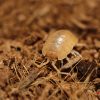 Porcellio-laevis-Orange