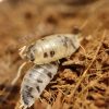 Porcellio-laevis-dairy-cow