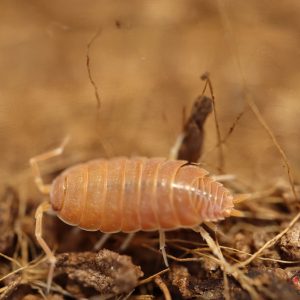 Porcellionides-pruinosus-“Powder-orange”
