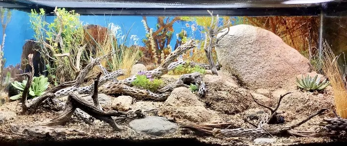 Bioaktivni terarij v pu&scaron;čavskem stilu z vejami, peskom, kamni in sukulentami