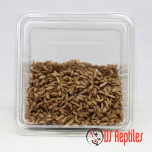 Ličinke črne vojaške muhe