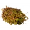 Habistat Sphagnum Moss