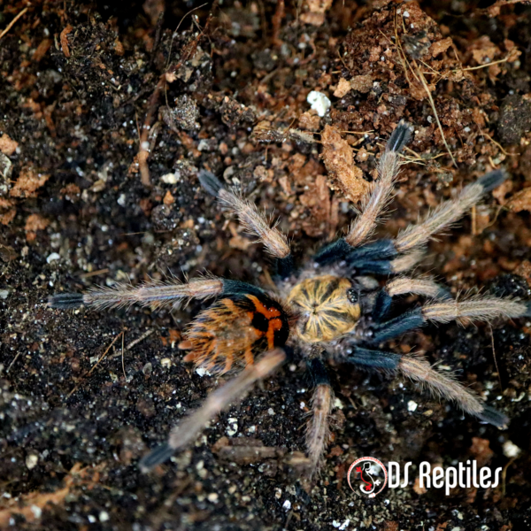 Chromatopelma cyaneopubescens