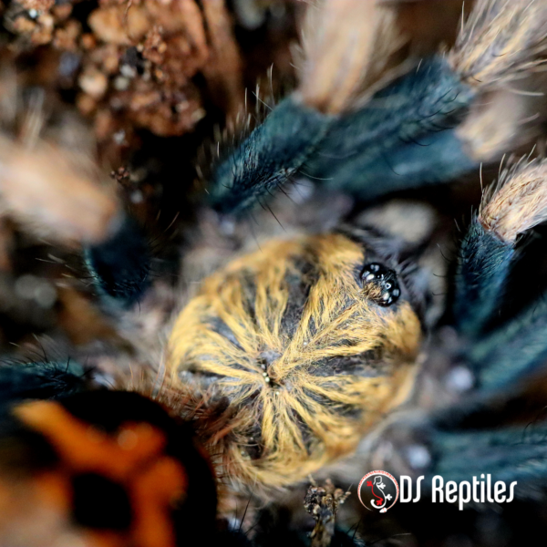 Chromatopelma cyaneopubescens - slika 2