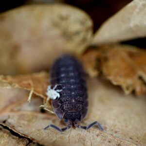 Porcellio echinatus