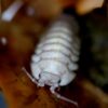 Armadillidium pallasii "Corfu"