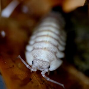 Armadillidium pallasii "Corfu"