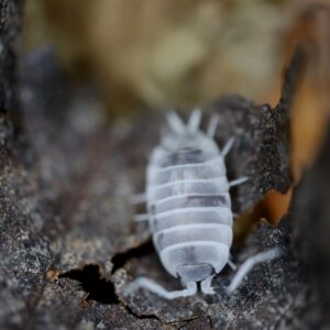 Porcellionides Pruinosus “Oreo Crumble”