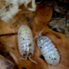 Armadillidium vulgare "Magic potion"