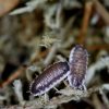 Porcellio sp. "Sevilla"