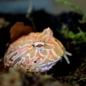 Ceratophrys cranwelli