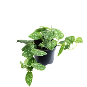 Lucky Reptile tropske ovijalke