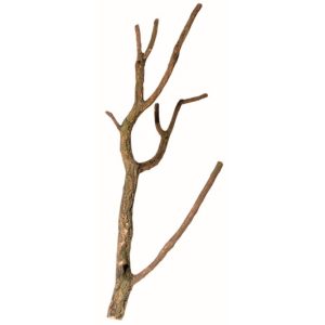 Lucky Reptile veje plutovca