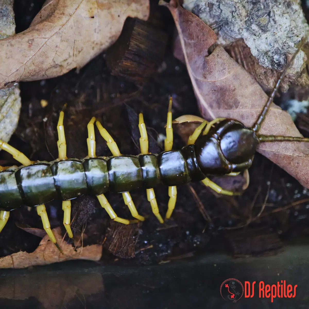 Scolopendra sp. black flame
