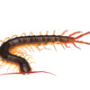 Scolopendra dehaani