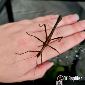 Sungaya inexpectata "lowland"