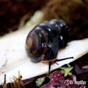 Caracolus sagemon