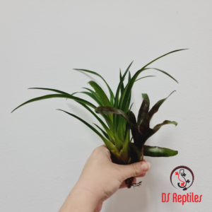 Neoregelia