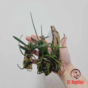 Lucky Reptile Orhideje