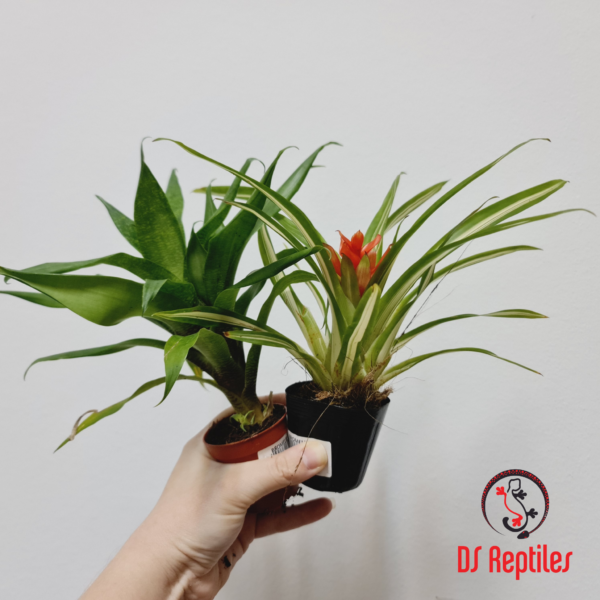 Lucky Reptile Bromelije