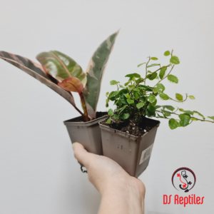 Lucky Reptile Fikusi