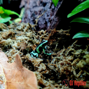 Dendrobates auratus "Cahuita"