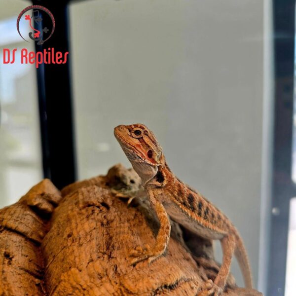 Bradata agama