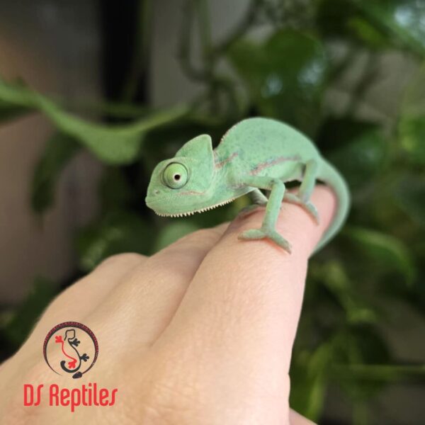 Jemenski kameleon