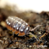 Armadillidium klugii "Montenegro"