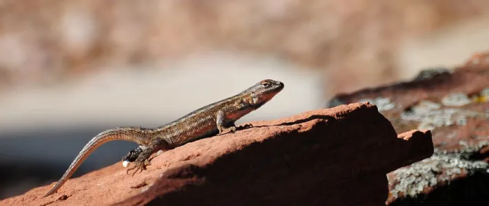 Manj&scaron;i ku&scaron;čar v naravi, ki izloča iztrebke