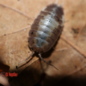 Porcellio laevis "Milkback"
