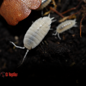 Porcellionides pruinosus "White out"