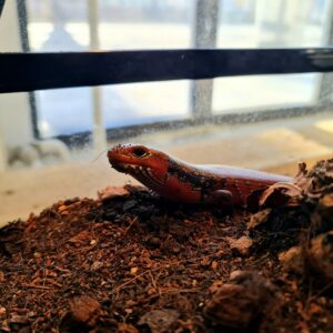 Ognjeni skink