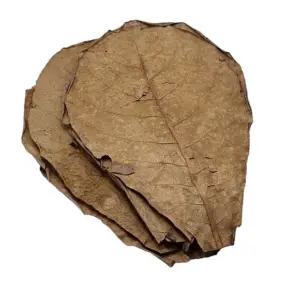 TPF listi indijskega mandljevca