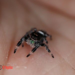 Phidippus regius