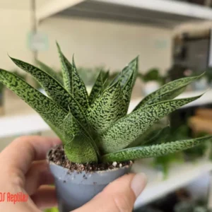 Lucky Reptile Sukulente